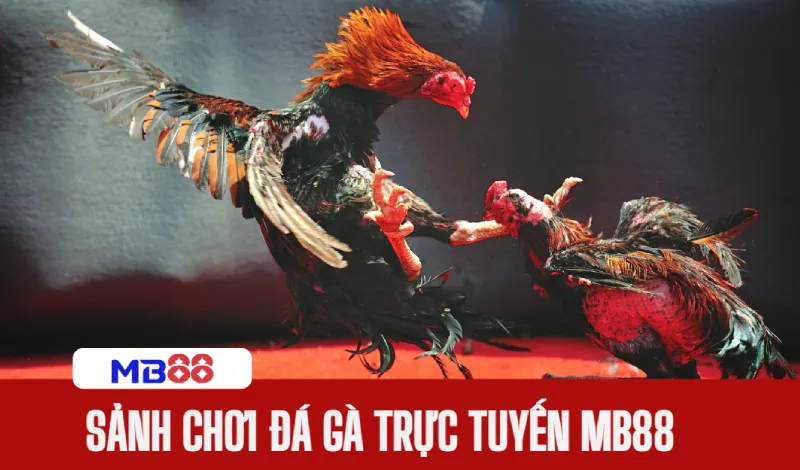 Xem trực tiếp đá gà tại đấu trường kịch tính, nảy lửa 1 Giới thiệu đá gà trực tuyến MB88