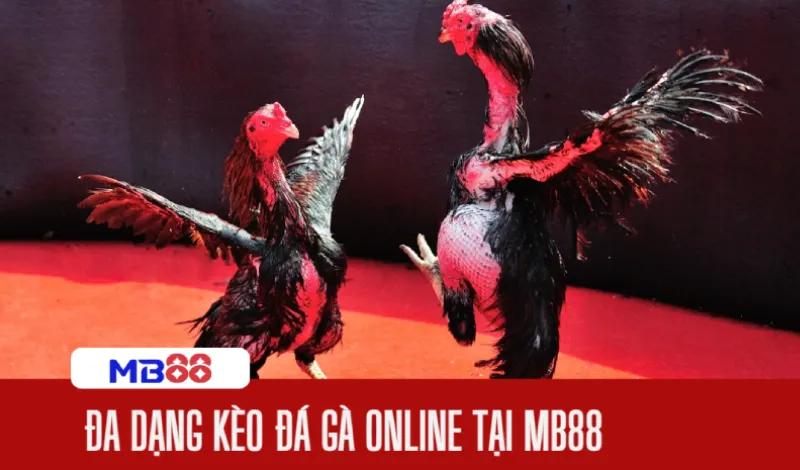 Xem trực tiếp đá gà tại đấu trường kịch tính, nảy lửa 2 Các loại kèo phổ biến tại MB88