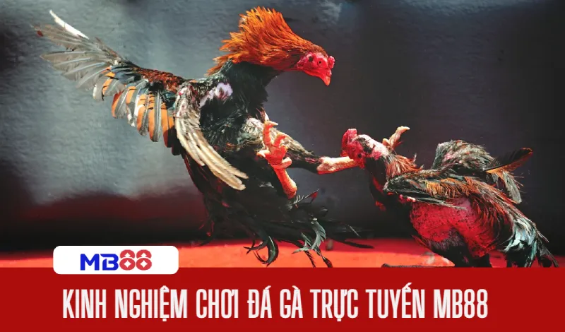 Xem trực tiếp đá gà tại đấu trường kịch tính, nảy lửa 3 kinh nghiem da ga mb88