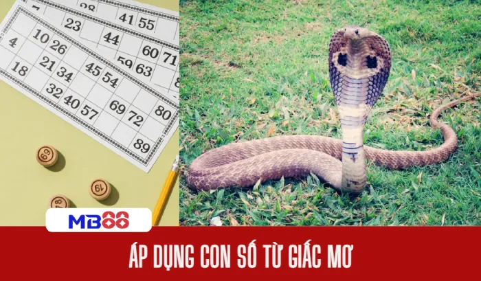 Nằm mơ thấy rắn đánh số gì, ý nghĩa và con số may mắn 3 mơ thấy rắn đánh con gì