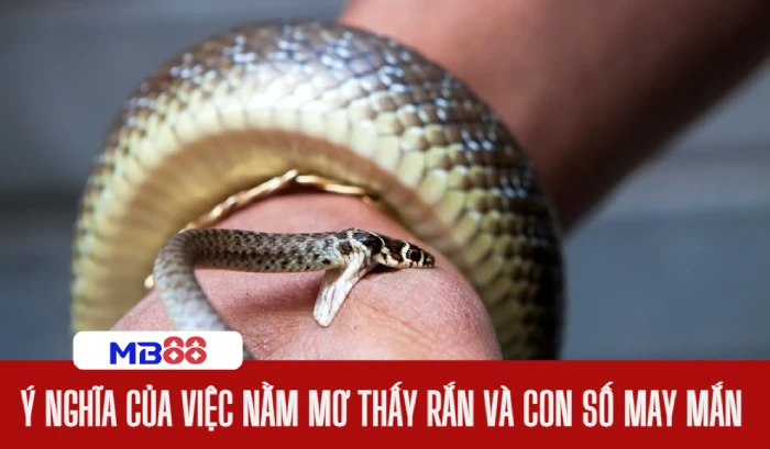 Nằm mơ thấy rắn đánh số gì, ý nghĩa và con số may mắn 2 mơ thấy rắn