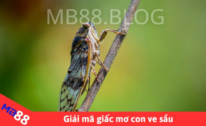 Giải mã giấc mơ con ve sầu: Điềm báo & Số may mắn 1 Giải mã giấc mơ thấy con ve sầu