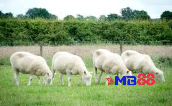 Giải mã giấc mơ thấy con cừu - Điềm báo và con số may mắn 1 con cuu mb88